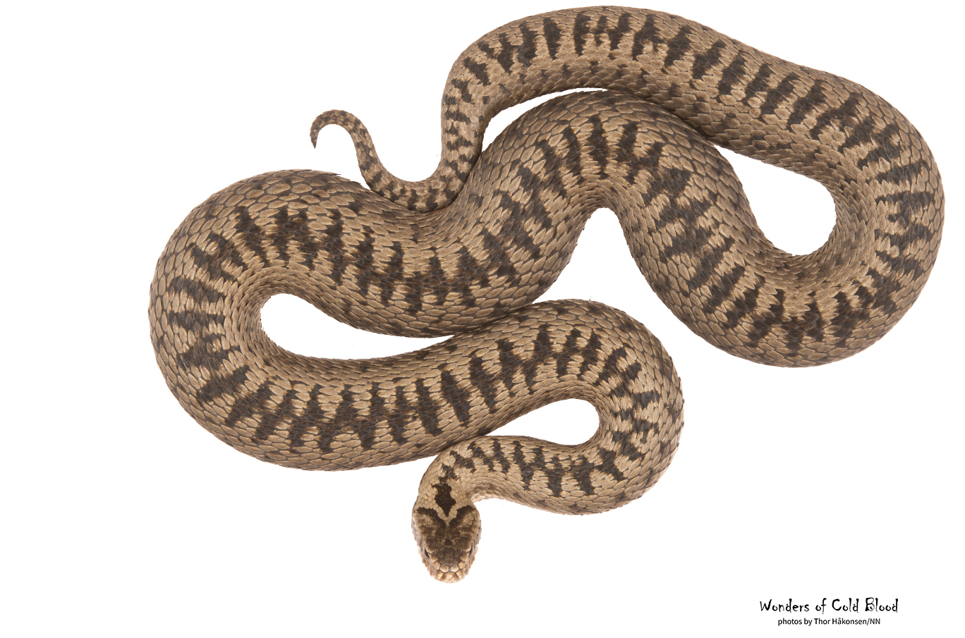 Brun slange med mørke sikksakkstriper på kroppen